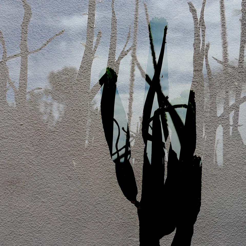 Dark plant silhouettes layered over a pale textured landscape.