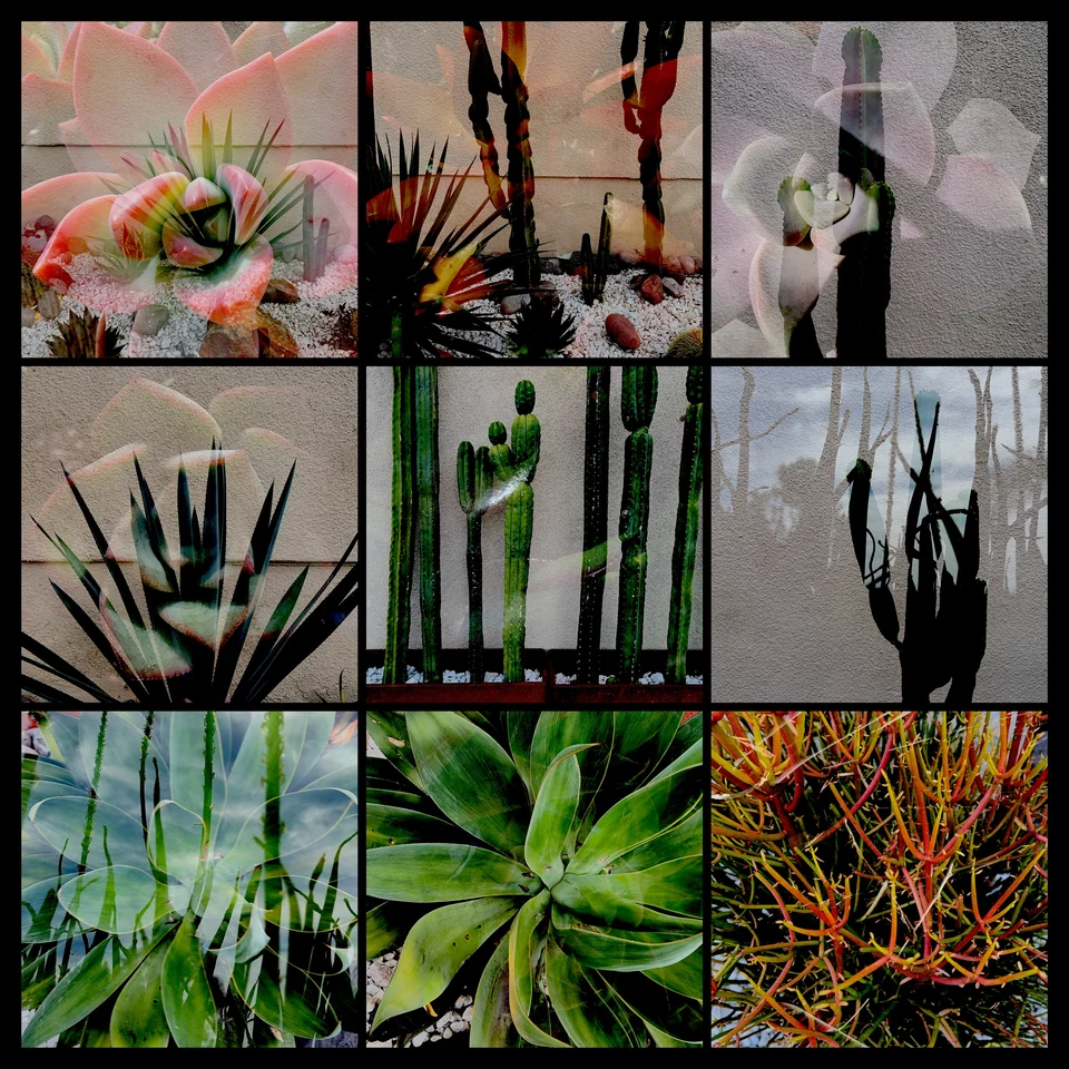 Nine double exposures of plants, branches, and flowers.