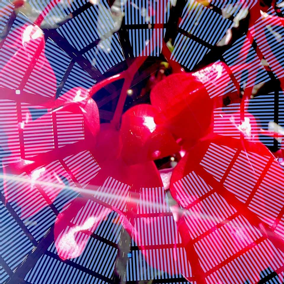 Bright pink and red flowers layered with a geometric grid.