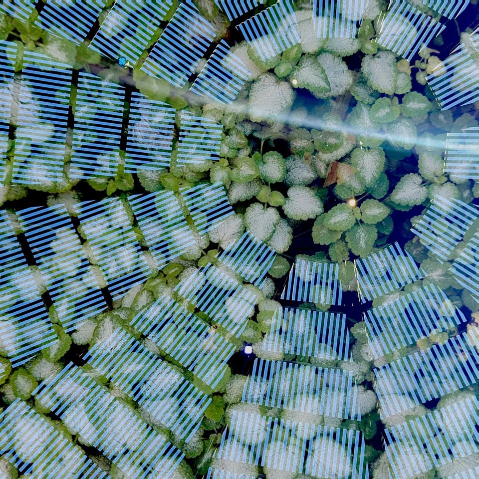 Pale green flowers layered with blue geometric lines.